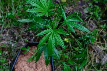Close-up young hemp. Cannabis is a standoff between a drug and a medicine.