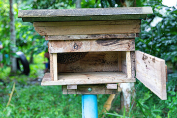 Apis cerana bee Several beehives box in garden plantation