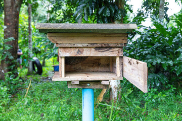 Apis cerana bee Several beehives box in garden plantation