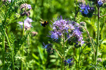Lacy Phacelia (Phacelia tanacetifolia) blue flowering fodder plant with a bumblebee. 