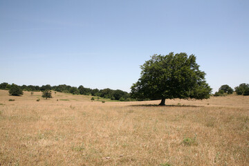 landscape with tree - 523373576