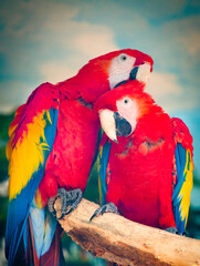 Colorful and vibrant ara parrots grooming each other