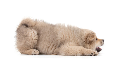 Adorable beige Eurasier puppy lying