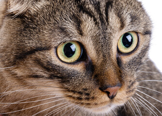tabby cat close-up