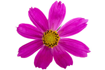 cosmea flower isolated