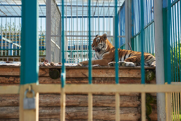 Big tiger in a cage at the zoo