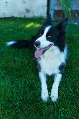 Portrait of border collie looking to camera with open mouth