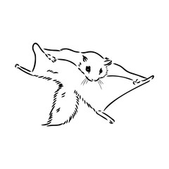 illustration vector hand draw doodles of flying squirrel or Pteromyini or Petauristini isolated on white background