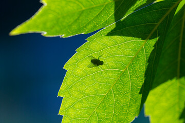 Fly on a green leaf from below, shadow of a fly.