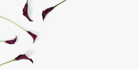 Dark purple Calla lily flowers on white background. Nature flowery flat lay, minimal style. Bouquet...