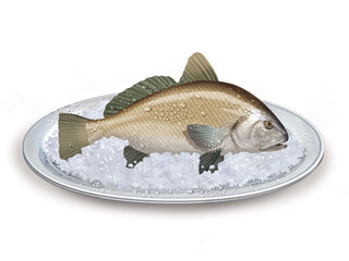 corbe , poisson, plateau, glace pilé, fraîcheur, frais, pêche, aliment, mer, animal, ailette, sain, queue, fond blanc, attraper, repas, cuisiner, plat, viande