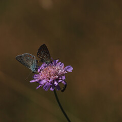 Couple butterflys (male and female) in the family Lycaenidae