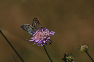 Couple butterflys (male and female) in the family Lycaenidae
