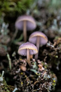 Conjunto de três cogumelos silvestres, em cores de outono nas florestas da Serra da Estrela