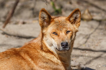 dingo (Canis familiaris dingo, Canis dingo, Canis lupus dingo) head portrait - obrazy, fototapety, plakaty