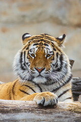 male Siberian tiger (Panthera tigris tigris) close portrait