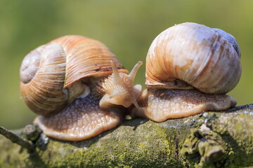 snail (Helix pomatia) the two met on a branch