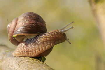 snail (Helix pomatia) portrait with shallow depth of field