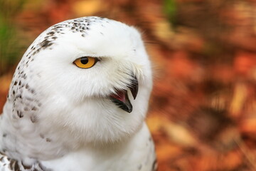 Naklejka na ściany i meble snowy owl (Bubo scandiacus) close portrait
