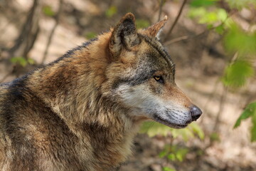 Naklejka na ściany i meble male Eurasian wolf (Canis lupus lupus) close up portrait