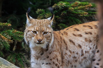 male Eurasian lynx (Lynx lynx) close up portrait