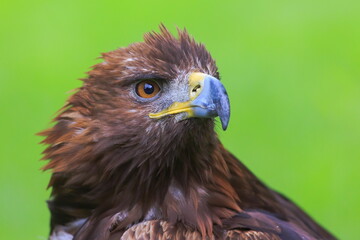 female golden eagle (Aquila chrysaetos) detail head portrait with green background