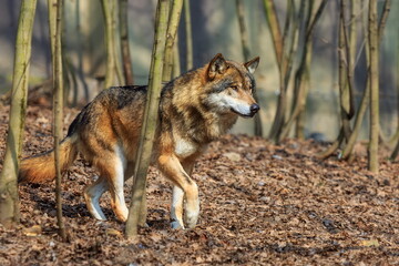 Naklejka na ściany i meble male Eurasian wolf (Canis lupus lupus) among the slender trunks