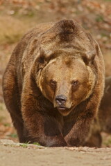 brown bear (Ursus arctos) dangerously close