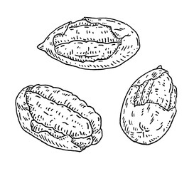 Pecan half shelled. Vector engraving black vintage illustration.