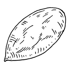 Closeup pecan in shell. Vector engraving black vintage illustration.