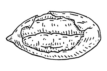 Pecan half shelled. Vector engraving black vintage illustration.