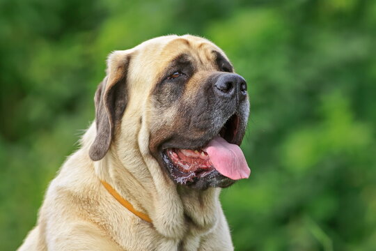 English Mastiff close-up portrait of the head