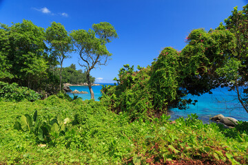 Wonderful view of seascape with greenery and foliage in front at Seychelles