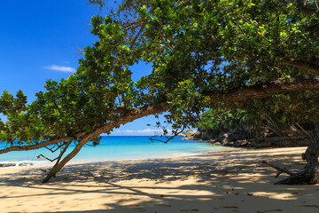 Beautiful Top Soleil beach with tree and yellow sand at Mahé - Seychelles