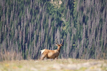 Naklejka na ściany i meble Elk in Rocky Mountain National Park