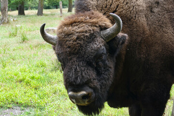 Close up of a European bison bull or Wisent, latin Bison bonasus 