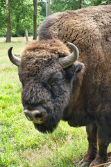 Close up of a European bison bull or Wisent, latin Bison bonasus 