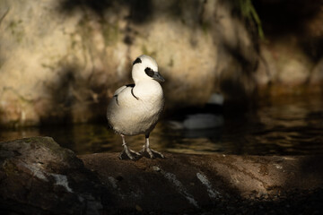 bird by the water