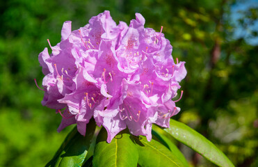 Pink Azalea Rhododendron flowers are blooming in spring