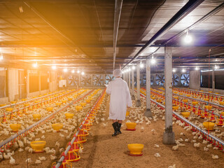 The woman in white cloth walking in the chicken farming