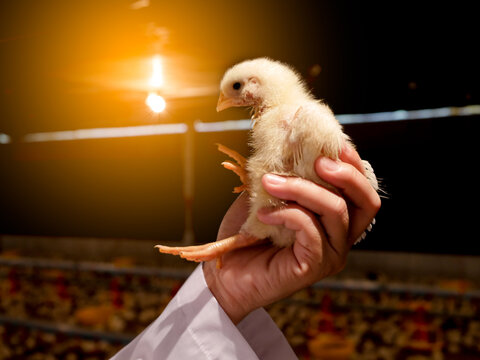 The chicken in the hand with farming background