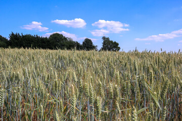 Sunny Wheat Fields 
