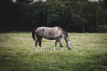 meadowa horse grazing in a meadow