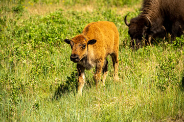 Baby Bison in the grass