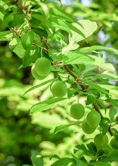 cherry plum grows and ripens on a branch of a plum tree. plum cultivation concept
