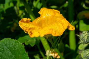 Yellow pumpkin flower. Agricultural products close-up photo