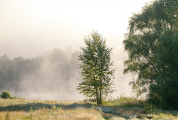 trees against the background of fog on a sunny summer morning