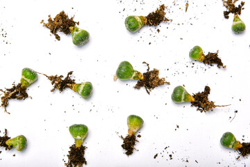 Small cactus seedlings with long roots, Preparing indoor houseplant for replanting, City lifestyle...