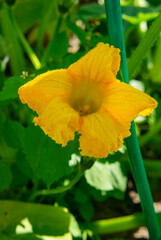 Obraz premium Yellow pumpkin flower. Agricultural products close-up photo