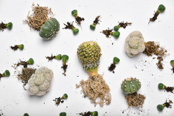 Small cactus seedlings with long roots, Preparing indoor houseplant for replanting, City lifestyle...